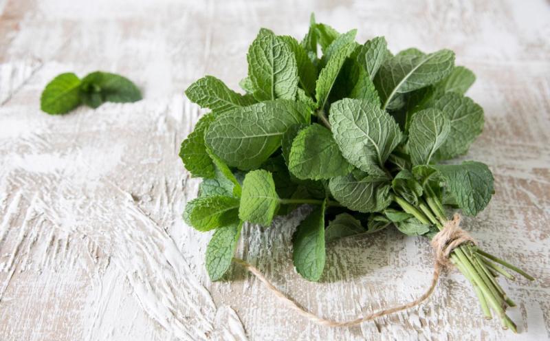  Почему мята бодрит: свойства мяты для организма и ее влияние на тонус