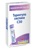 Тарентула хиспана С30